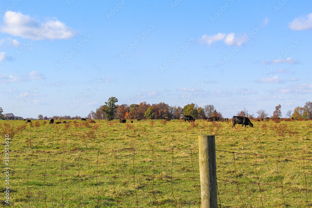 Grazing cattle in autumn 