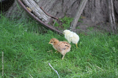 Pair of chick and a wagon wheel in the grass © TJ