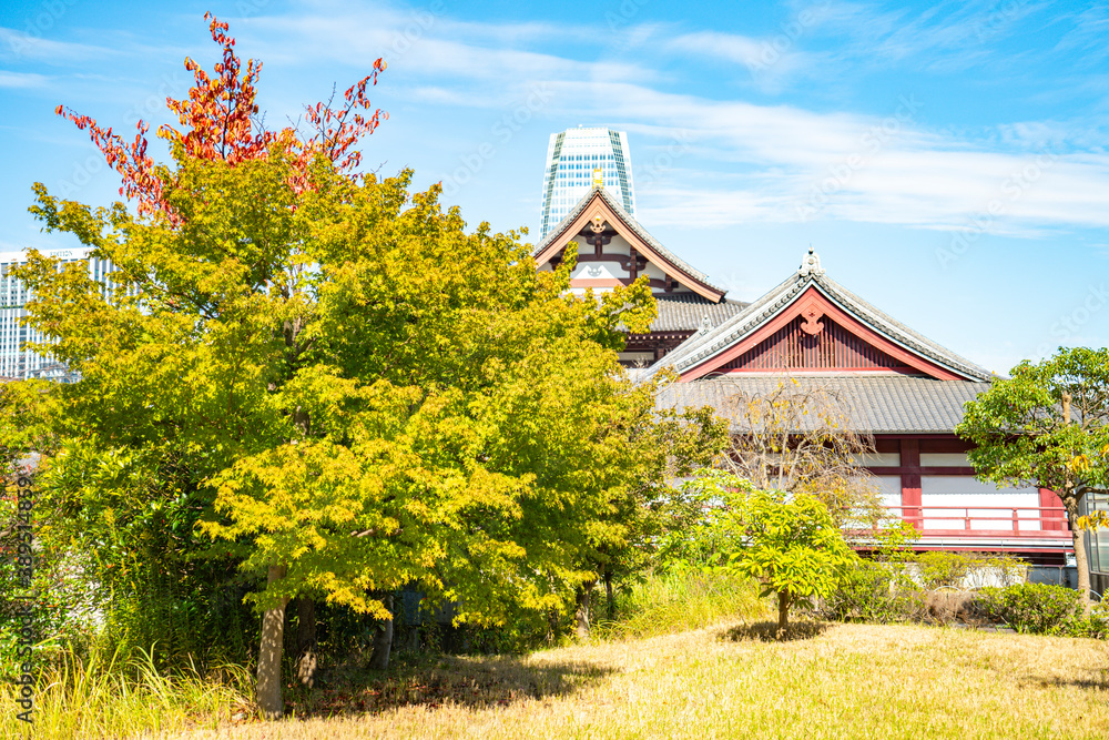 Fototapeta premium 増上寺と木
