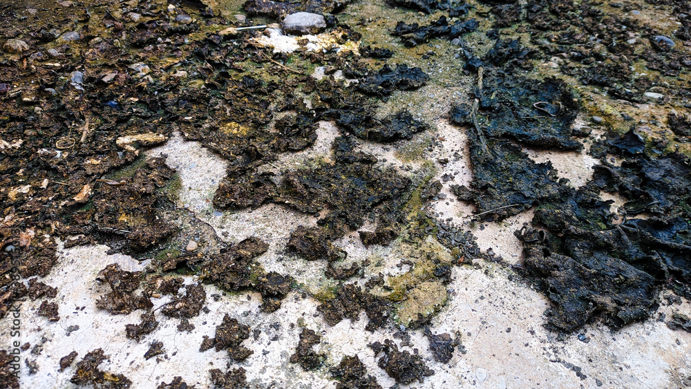 Lichen or dry moss on stone. These mosses look awesome as surface and texture pictures.