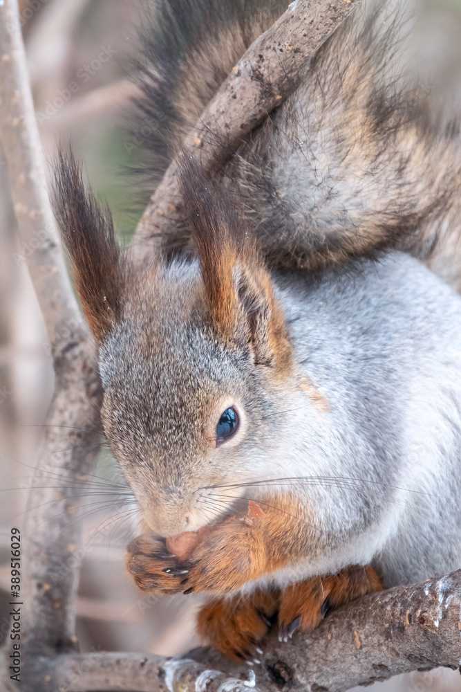 Fototapeta premium The squirrel with nut sits on tree in the winter or late autumn