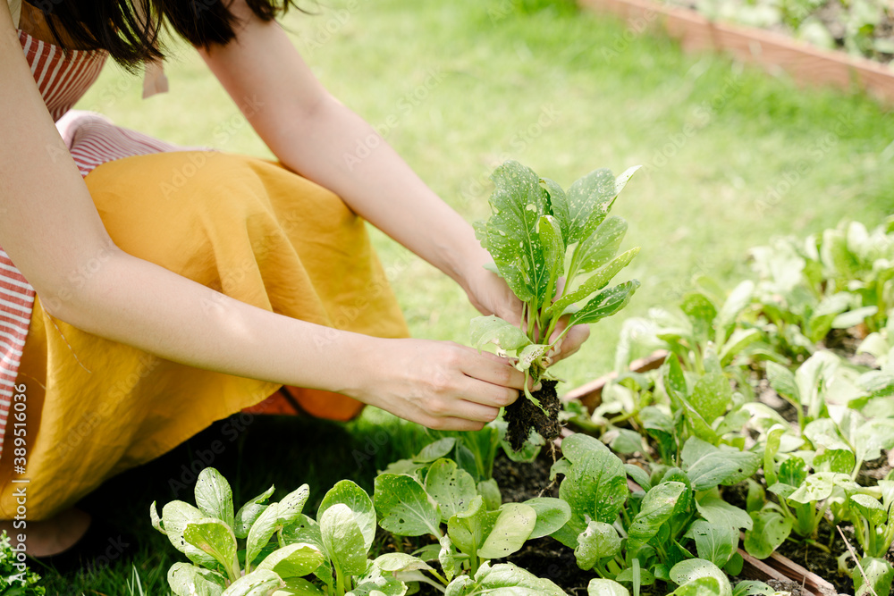 Fototapeta premium Farmer woman pick up vegetable from in greenhouse.