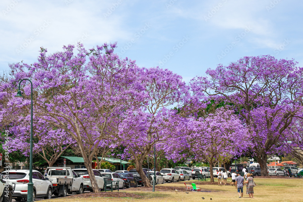 Jacaranda blooming tree in spring