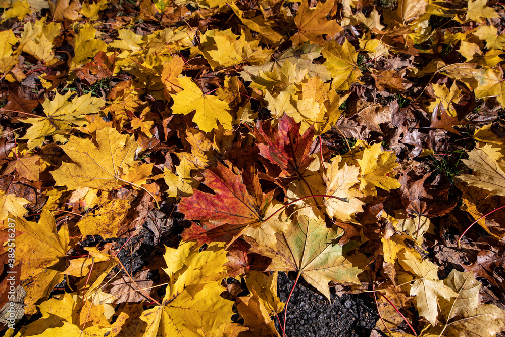Fallen leaves cover the path of the Putnam Trailway in upstate New York.. Fallen leaves cover the path of the Putnam Trailway in upstate New York..