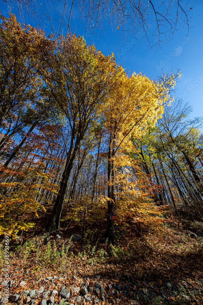 Fototapeta premium Autumn Trees