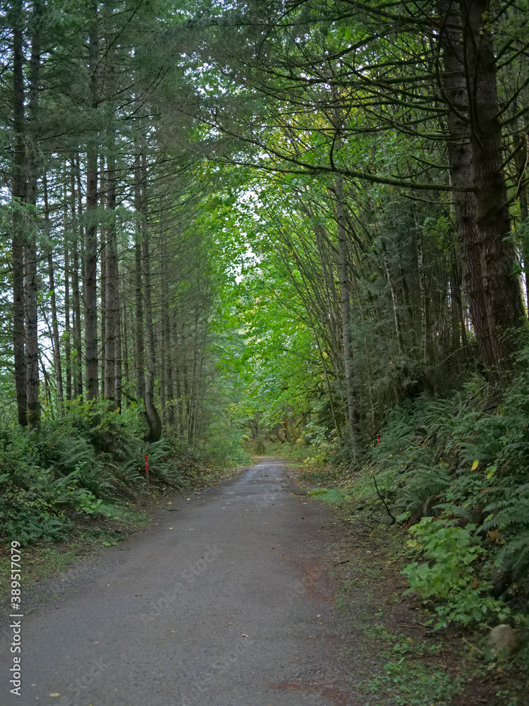 Obraz premium Path in the Woods Northern Washington
