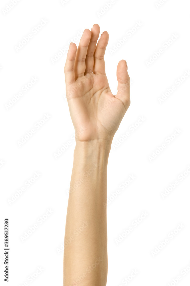 Raised hand voting or reaching. Woman hand gesturing isolated on white Raised hand voting or reaching. Woman hand gesturing isolated on white
