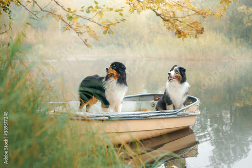two dogs in a boat  autumn mood. Tricolor australian shepherd in nature