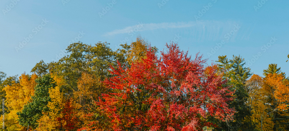 Fall foliage captured among the trees of several trees, red, yellow, orange, and green Fall foliage captured among the trees of several trees, red, yellow, orange, and green