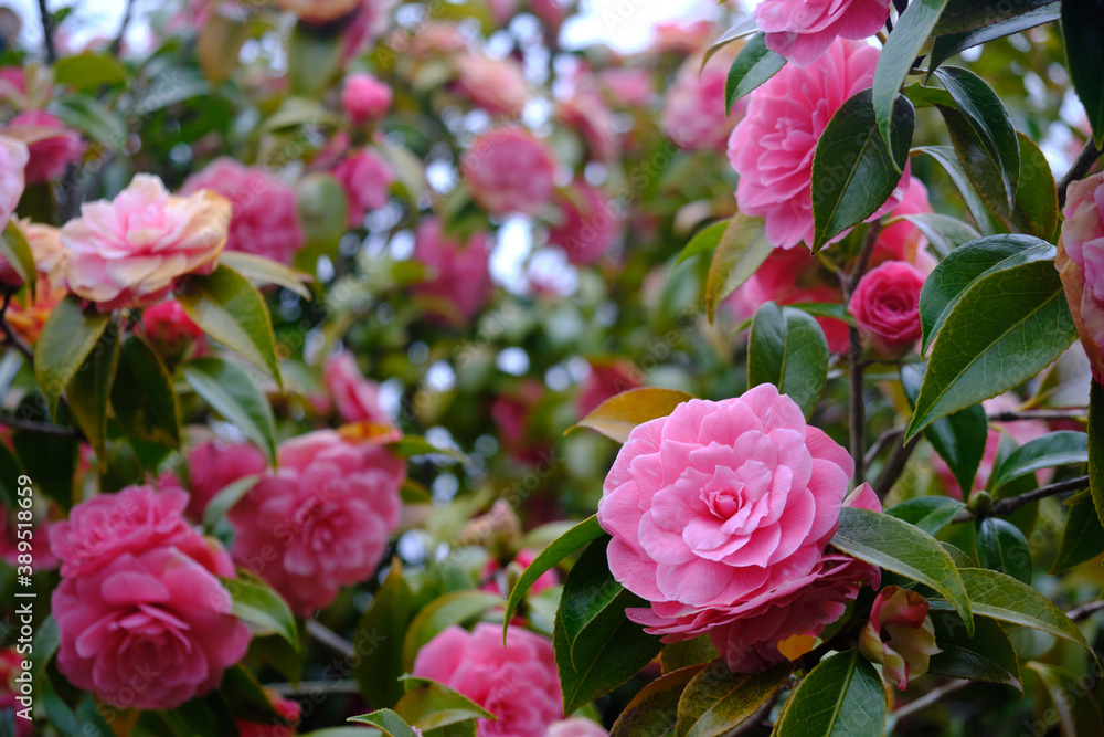 Pink Japanese Camellias