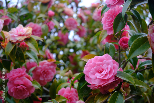 Fototapeta Naklejka Na Ścianę i Meble -  Pink Japanese Camellias
