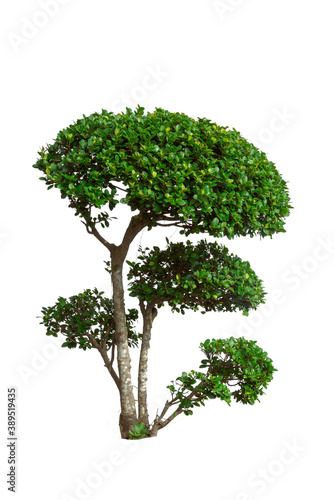 Green bush tree isolated on a white background.