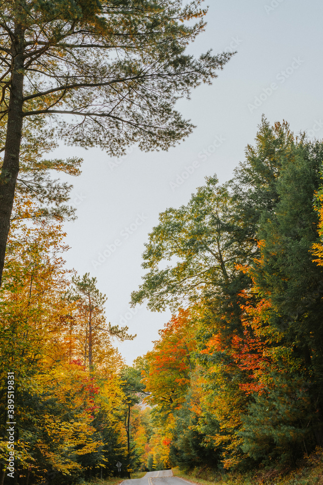 Adirondacks, NY fall foliage portrait photograph Adirondacks, NY fall foliage portrait photograph