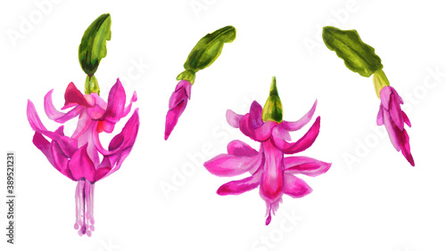 Watercolor illustration of a Christmas cactus. Hand drawn drawing with flowers of pink Schlumbergera on white background. Zigokaktus. Brazilian Christmas. Schlumbergera flower and Bud Set. Decembrists