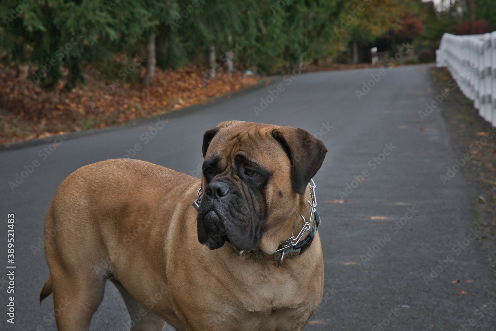 2020-11-01 A BULLMASTIFF STANDING IN A DRIVEWAY WITH A WHITE FENCE LINING THE STREET