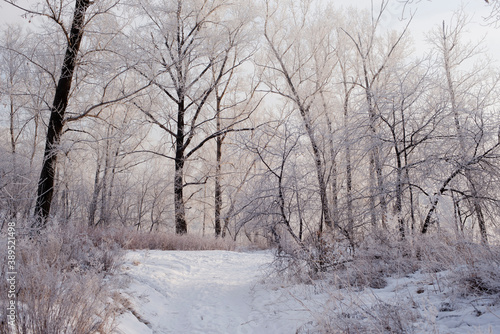 Winter landscape in the forest