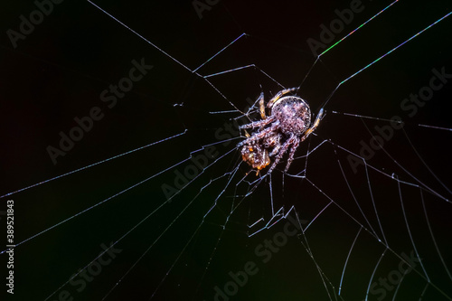 small Brown crab spider eating daed insect prey on web, Animal life and behavior in nature, Predator and prey in ecosystem,
