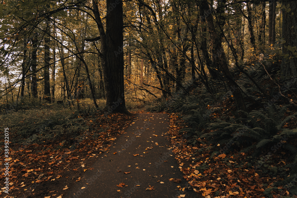 Obraz premium Beautiful dark wooded leafy path through autumn forest in Oregon's Columbia River Gorge