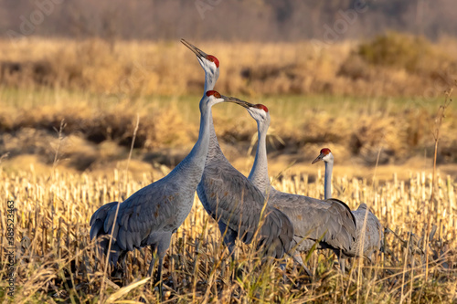 Foto The sandhill cranes on the field