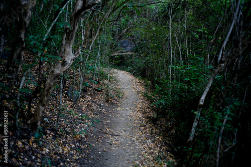 Fototapeta Naklejka Na Ścianę i Meble -  pathway in the forest