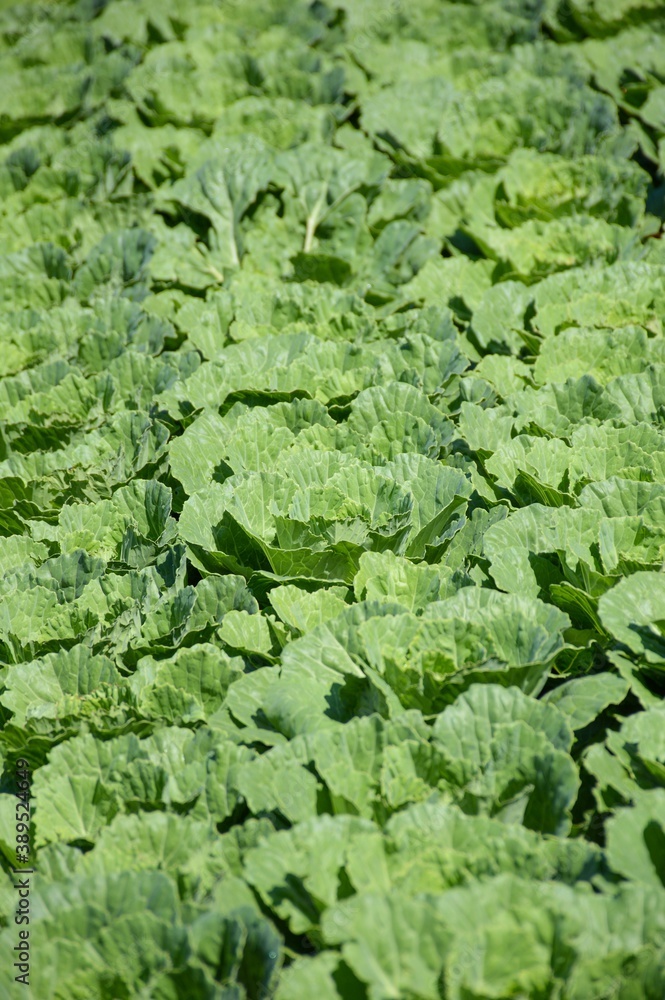 green cauliflower plants in vegetable garden green cauliflower plants in vegetable garden