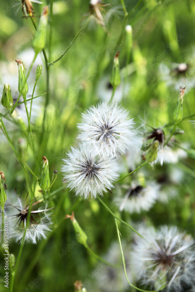 Closeup of delicate dandelion flowers and seeds with native bees collecting pollen