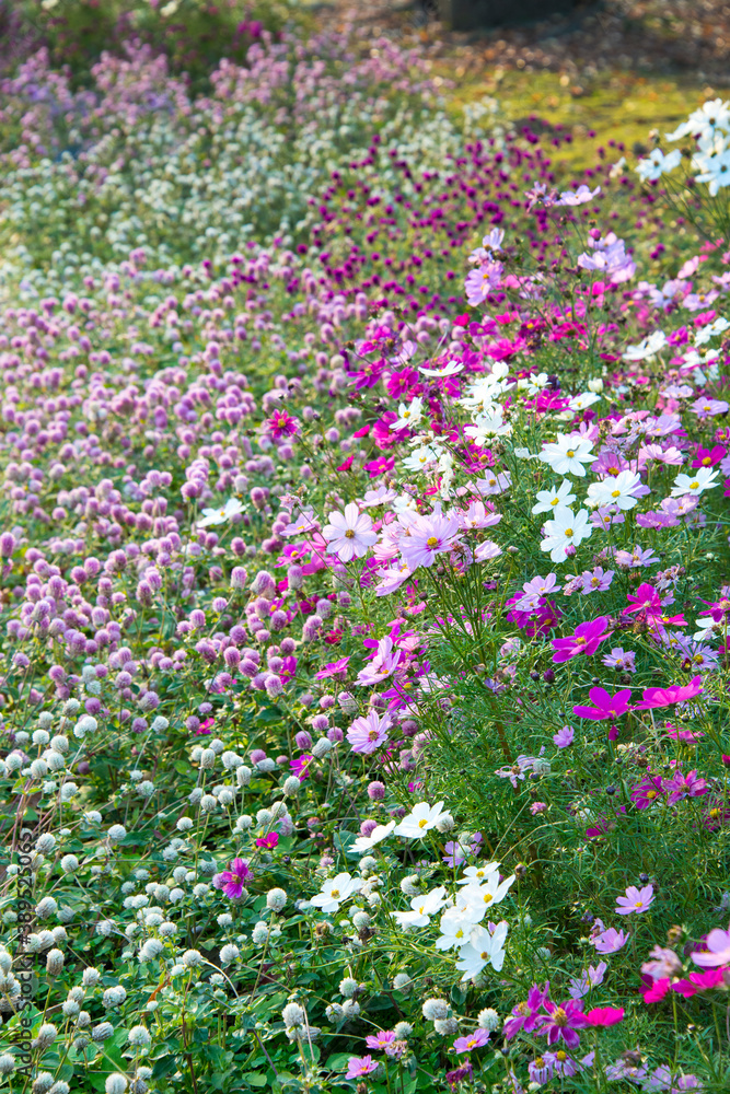 秋の花壇に咲き乱れる色とりどりの秋桜