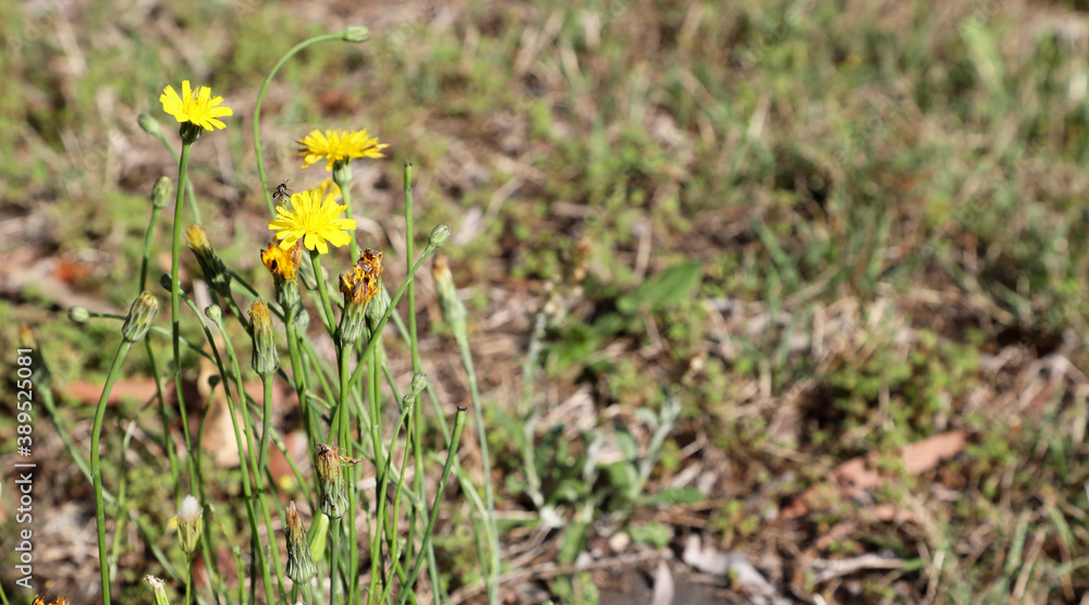 Closeup of delicate dandelion flowers and seeds with native bees collecting pollen Closeup of delicate dandelion flowers and seeds with native bees collecting pollen