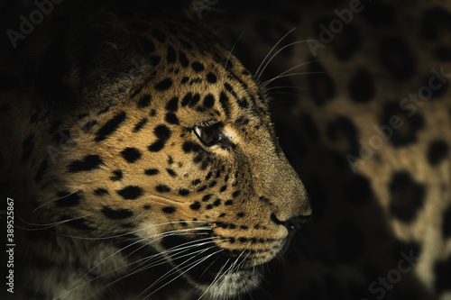 close up portrait of leopard