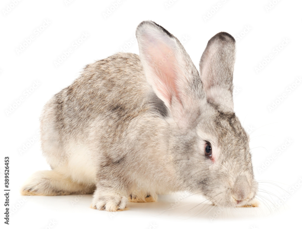 Gray rabbit isolated. Gray rabbit isolated.