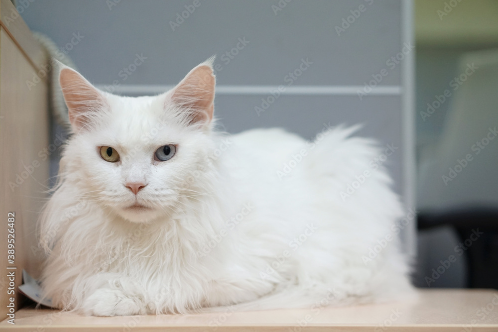Odd eyed white maine coon - A cute white cat sit down and looking something.