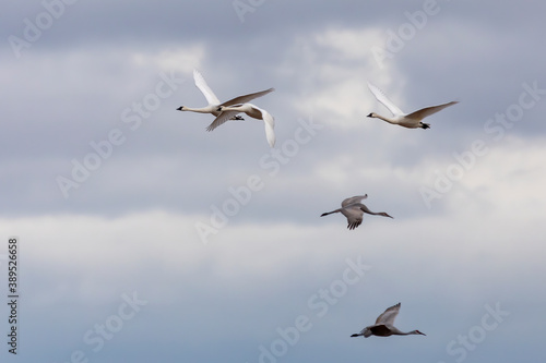 The tundra swans in flight