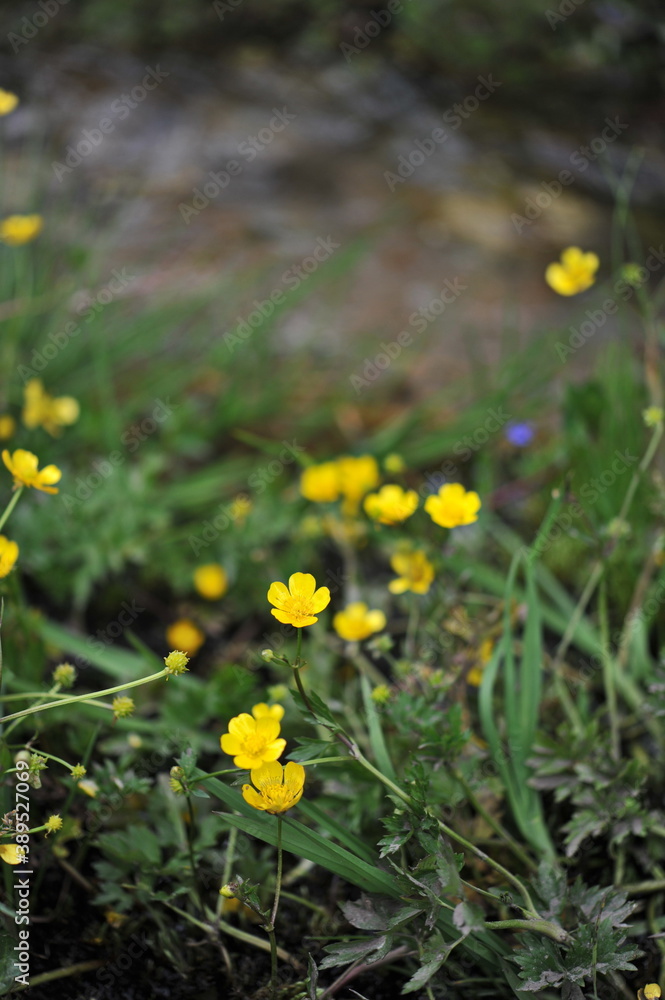 Almaty / Kazakhstan - 06.24.2012 : Field yellow flowers close-up. Plants in the highlands. Almaty / Kazakhstan - 06.24.2012 : Field yellow flowers close-up. Plants in the highlands.