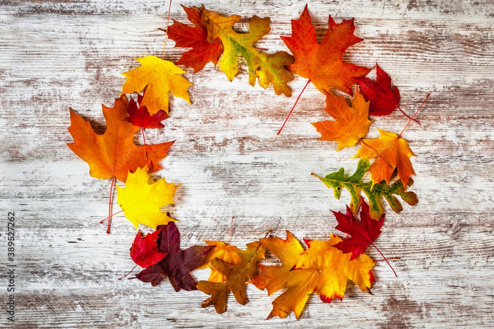 Colorful collection of maple and oak leaves in autumn