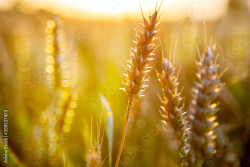 golden wheat cornfield - farming and agriculture in the Czech republic photo