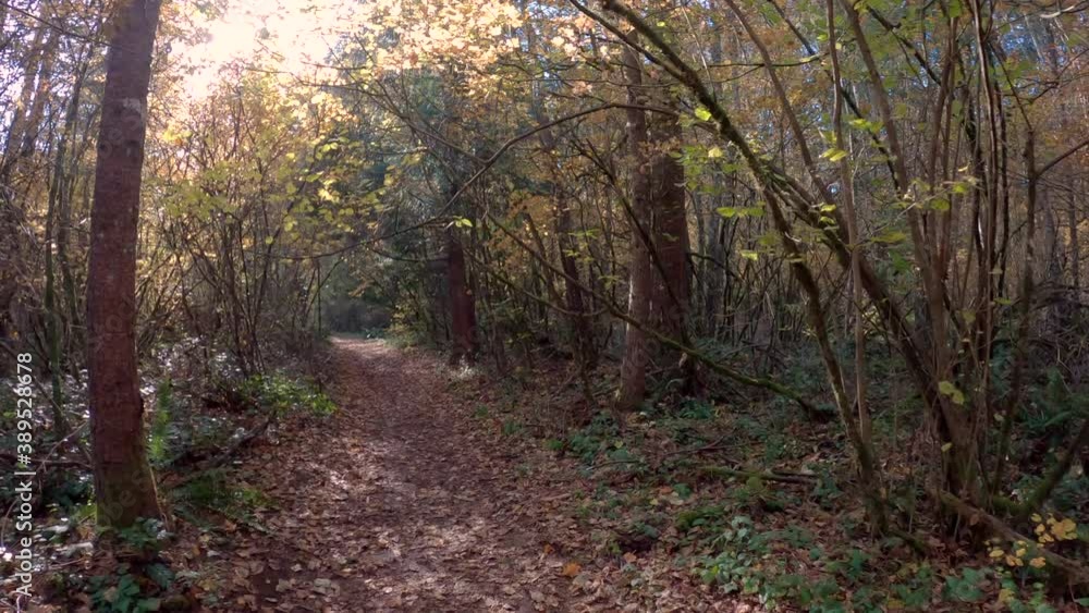 Campbell Valley Regional Park Forest Trail 4K UHD. A forest trail through Campbell Valley Regional Park in Langley, BC. 4K, UHD.
Campbell Valley Regional Park Forest Trail 4K UHD. A forest trail through Campbell Valley Regional Park in Langley, BC. 4K, UHD.