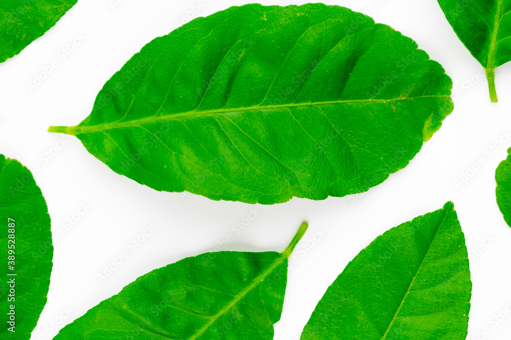 Obraz premium Spread of natural green lemon leaves isolated on white background