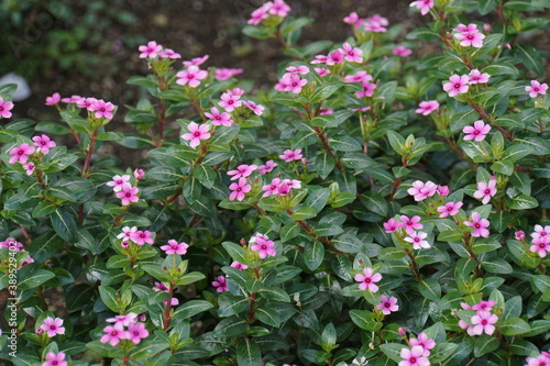 Wallpaper Mural ニチニチソウ　ミニナツ Torontodigital.ca