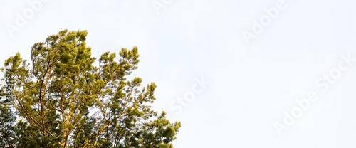 Obraz na plátně Pine tree against the blue-gray sky in the forest