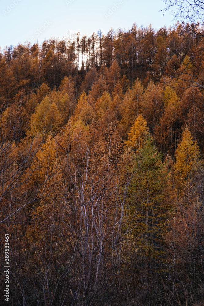 Orange forest in autumn