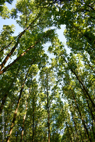 View of the tops of tall oak trees in the forest