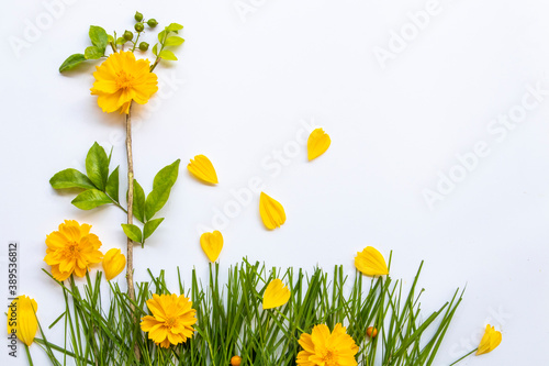yellow flowers cosmos with grass plant arrangement flat lay postcard style on background white 