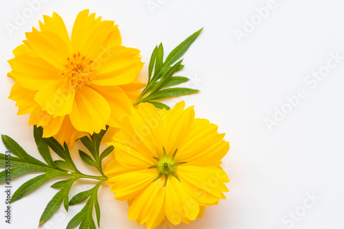 Fototapeta Naklejka Na Ścianę i Meble -  yellow flowers cosmos arrangement flat lay postcard style on background white 