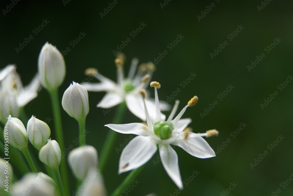 Fototapeta premium 路傍の白い小さな花 