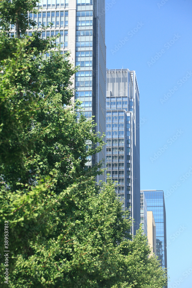 Obraz premium オフィスビルの街路樹
