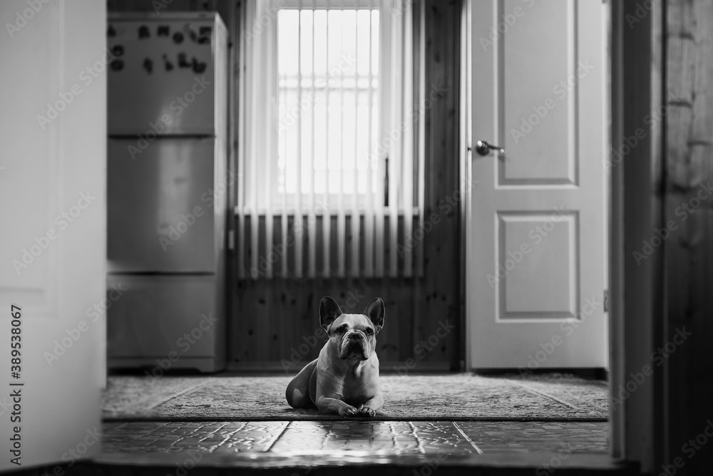A French bulldog lies on the floor of a farmhouse looking at the camera.