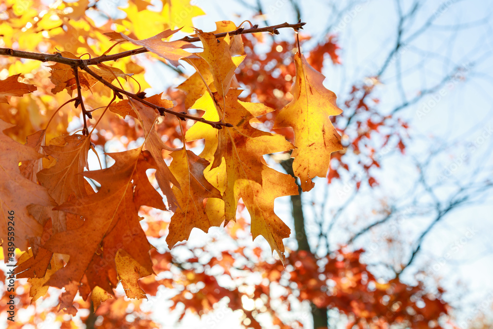 Red-yellow maple leaves against blue sky background with Sun. It is Autumn Red-yellow maple leaves against blue sky background with Sun. It is Autumn