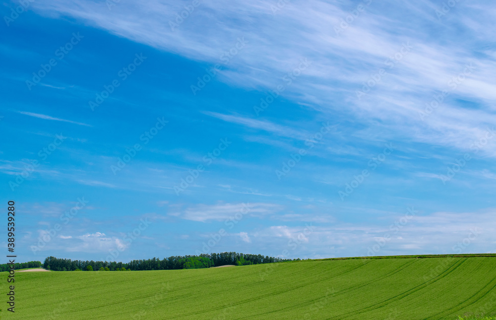 Obraz premium 丘の風景 美瑛 拓進