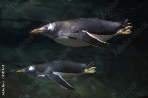 Penguins in the Oceanografic of Valencia, Spain