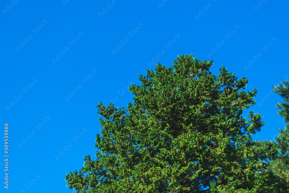 Fototapeta premium 高い木と青空